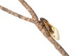 Brood X cicada on white Royalty Free Stock Photo