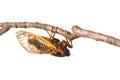 Brood X cicada on white Royalty Free Stock Photo