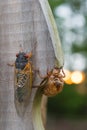 Adult Brood X cicada on a suburban fence next to nymph shell