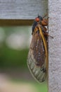 Adult Brood X cicada sits on a suburban Virginia fence Royalty Free Stock Photo