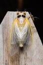 Adult Brood X cicada emerges from its shell on a suburban Virginia fence