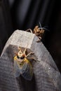 Adult Brood X cicada emerges from its shell on a suburban Virginia fence Royalty Free Stock Photo