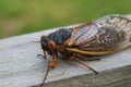 Adult Brood X cicada sits on a suburban Virginia fence