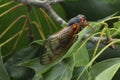 Brood X periodical cicada (Magicicada septendecim)