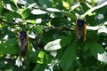 Brood X Periodical Cicadas Royalty Free Stock Photo