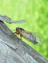 A Brood X 17-year cicada Royalty Free Stock Photo