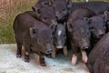 Brood of young black pigs in search of food Royalty Free Stock Photo