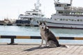 Thoughtful dog breed Husky sitting on the background of yachts and sailboats Royalty Free Stock Photo