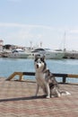 Thoughtful dog breed Husky sitting on the background of yachts and sailboats