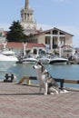 Thoughtful dog breed Husky sitting on the background of yachts and sailboats