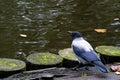 Brooding crow by the water Royalty Free Stock Photo
