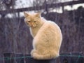 A brooding, fierce, and mysterious farm cat sits on a fence in cold weather