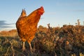 Brooding hen and chicks in a farm Royalty Free Stock Photo