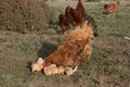 Brooding hen and chicks in a farm Royalty Free Stock Photo