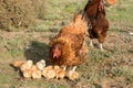 Brooding hen and chicks in a farm Royalty Free Stock Photo