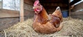 A Brooding Hen Nesting Comfortably in a Rustic Chicken Coop Surrounded by Natural Light Royalty Free Stock Photo