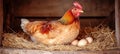 A Brooding Hen in a Rustic Coop, Protecting Her Cream Eggs with Soft Feathers in a Farm Setting Royalty Free Stock Photo