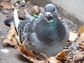 Brooding pigeon