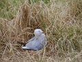 A brooding silver gull