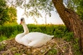 A brooding swan