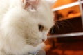Brooding white cat. Royalty Free Stock Photo