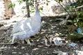 Broody guinea fowl hen hatched out keats
