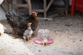 Broody hen with chickens drinks water from a drinking bowl. Little chicks with mother chicken. Domestic poultry