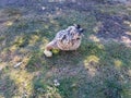 Broody hen and her chicks searching for food in the grass