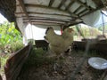 Broody hen and her little chicks in an organic farm