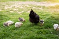 Broody hen teaches the young chicks to get food. Domestic poultry