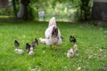 Broody hen walk with her chicks in the yard