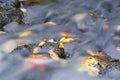 AUTUMN ON THE BROOK Royalty Free Stock Photo