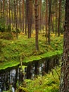 brook in a deep moody pine forest. river flow in a woodland Royalty Free Stock Photo
