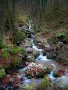 Brook flowing calmly down from hill Royalty Free Stock Photo