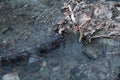 Icy Vermont Brook in late December. Water flows after a snowstorm Royalty Free Stock Photo