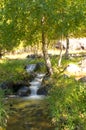 Brook in the forest Royalty Free Stock Photo