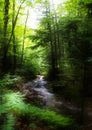 Brook in the forest