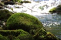 Brook in forest