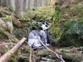 Brook in the forest of Sumava, czech national park