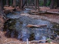 Brook in forest, Yosemite Valley