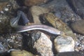 Brook lamprey Lampetra planeri