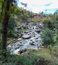 Brook in middle of the trees