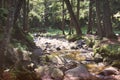 Brook in the mountains. Stream in the forest. Beautiful nature Royalty Free Stock Photo