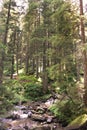 Brook in the mountains. Stream in the forest. Beautiful nature Royalty Free Stock Photo