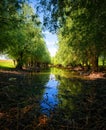 Brook is proceeding about the forest Royalty Free Stock Photo