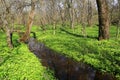 brook in spring forest Royalty Free Stock Photo