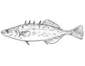 Brook stickleback or Culaea inconstans Freshwater Fish Cartoon Drawing Royalty Free Stock Photo