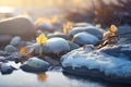 brook stones with frosted edges in morning light Royalty Free Stock Photo
