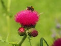 Brook thistle flower and buds with a bee Royalty Free Stock Photo