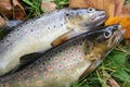 Brook trout Royalty Free Stock Photo